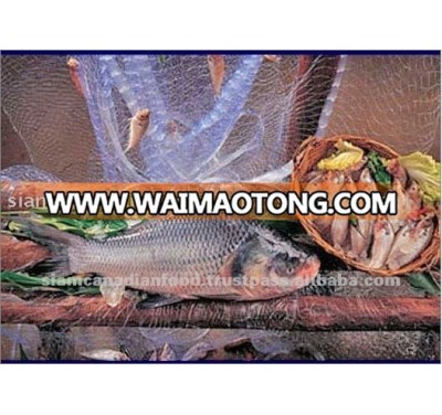 Catla Frozen Whole Fish For Sale