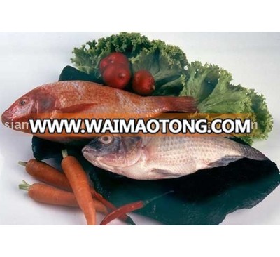 Tilapia [Siam Canadian Group Limited] seafood, fish, shrimp, fillet, squid